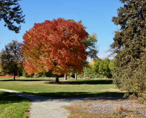 autumn-tree