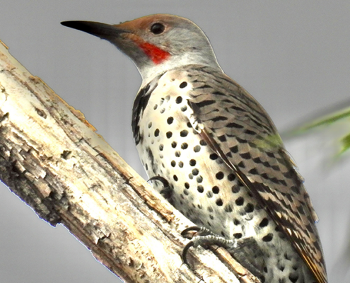 bird