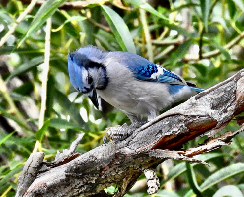 blue-jay