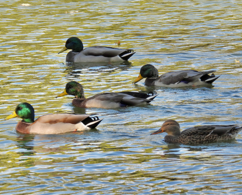 ducks