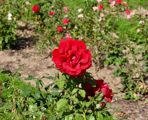 geranium