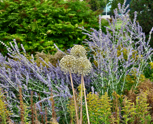 lavender