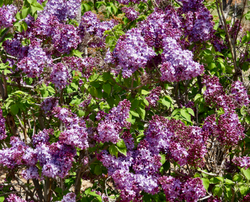 lilacs
