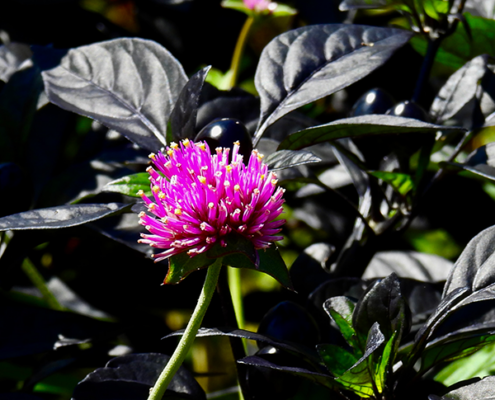 purple-flower
