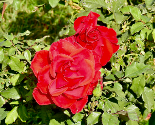 roses