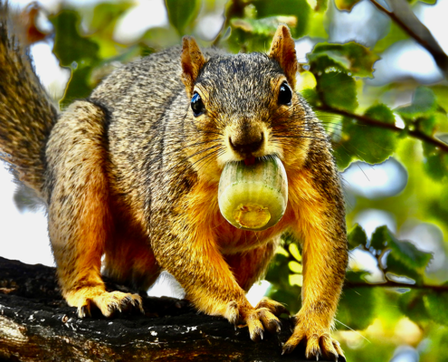 squirrel