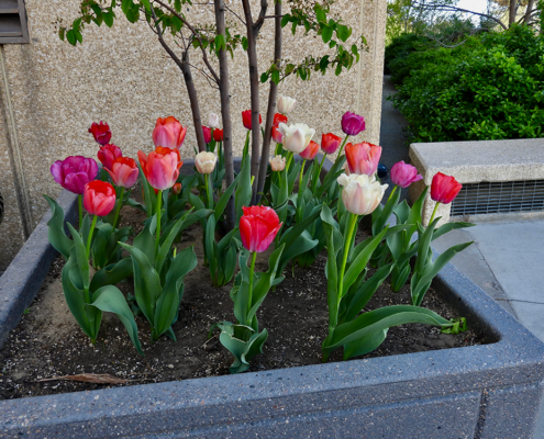 tulips