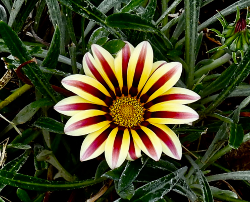 yellow-flower-2