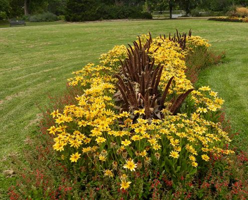 yellow-flowers
